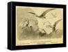 Group Of Small Flying Dragons, Or Pterodactyls-Joseph Smit-Framed Stretched Canvas