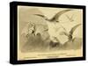 Group Of Small Flying Dragons, Or Pterodactyls-Joseph Smit-Stretched Canvas