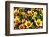 Group of Small Tulips in Yellow and Red-Colette2-Framed Photographic Print