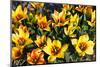 Group of Small Tulips in Yellow and Red-Colette2-Mounted Photographic Print