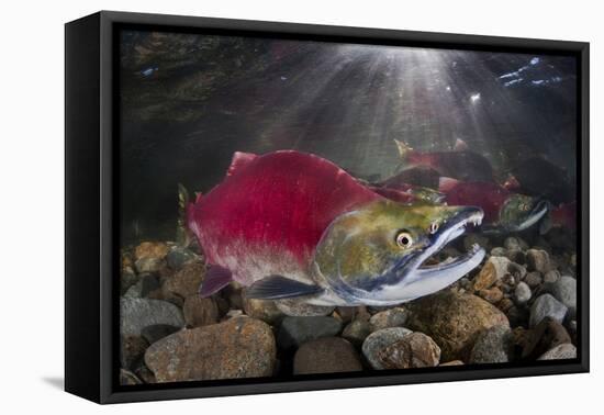Group Of Sockeye Salmon (Oncorhynchus Nerka) In Their Spawning River-Alex Mustard-Framed Stretched Canvas