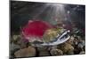 Group Of Sockeye Salmon (Oncorhynchus Nerka) In Their Spawning River-Alex Mustard-Mounted Photographic Print