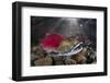 Group Of Sockeye Salmon (Oncorhynchus Nerka) In Their Spawning River-Alex Mustard-Framed Photographic Print