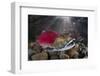 Group Of Sockeye Salmon (Oncorhynchus Nerka) In Their Spawning River-Alex Mustard-Framed Photographic Print