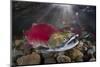 Group Of Sockeye Salmon (Oncorhynchus Nerka) In Their Spawning River-Alex Mustard-Mounted Photographic Print