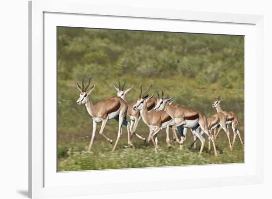 Group of springbok (Antidorcas marsupialis) running, Kgalagadi Transfrontier Park, South Africa, Af-James Hager-Framed Photographic Print