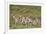 Group of springbok (Antidorcas marsupialis) running, Kgalagadi Transfrontier Park, South Africa, Af-James Hager-Framed Photographic Print