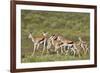 Group of springbok (Antidorcas marsupialis) running, Kgalagadi Transfrontier Park, South Africa, Af-James Hager-Framed Photographic Print