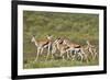 Group of springbok (Antidorcas marsupialis) running, Kgalagadi Transfrontier Park, South Africa, Af-James Hager-Framed Photographic Print