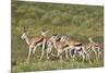 Group of springbok (Antidorcas marsupialis) running, Kgalagadi Transfrontier Park, South Africa, Af-James Hager-Mounted Photographic Print