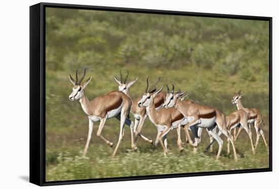 Group of springbok (Antidorcas marsupialis) running, Kgalagadi Transfrontier Park, South Africa, Af-James Hager-Framed Stretched Canvas