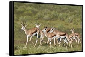 Group of springbok (Antidorcas marsupialis) running, Kgalagadi Transfrontier Park, South Africa, Af-James Hager-Framed Stretched Canvas