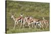 Group of springbok (Antidorcas marsupialis) running, Kgalagadi Transfrontier Park, South Africa, Af-James Hager-Stretched Canvas