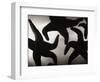 Group of Starfish-Henry Horenstein-Framed Photographic Print