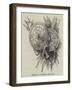 Group of Targets, Arms, Etc-null-Framed Giclee Print