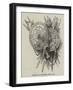 Group of Targets, Arms, Etc-null-Framed Giclee Print