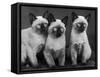 Group of Three Sweet Siamese Kittens Sitting Together-Thomas Fall-Framed Stretched Canvas