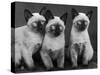 Group of Three Sweet Siamese Kittens Sitting Together-Thomas Fall-Stretched Canvas