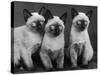 Group of Three Sweet Siamese Kittens Sitting Together-Thomas Fall-Stretched Canvas