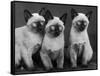 Group of Three Sweet Siamese Kittens Sitting Together-Thomas Fall-Framed Stretched Canvas
