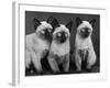 Group of Three Sweet Siamese Kittens Sitting Together-Thomas Fall-Framed Photographic Print