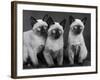 Group of Three Sweet Siamese Kittens Sitting Together-Thomas Fall-Framed Photographic Print