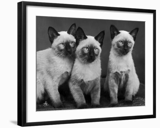 Group of Three Sweet Siamese Kittens Sitting Together-Thomas Fall-Framed Photographic Print