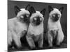 Group of Three Sweet Siamese Kittens Sitting Together-Thomas Fall-Mounted Photographic Print