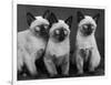 Group of Three Sweet Siamese Kittens Sitting Together-Thomas Fall-Framed Photographic Print