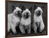 Group of Three Sweet Siamese Kittens Sitting Together-Thomas Fall-Framed Photographic Print