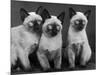 Group of Three Sweet Siamese Kittens Sitting Together-Thomas Fall-Mounted Photographic Print