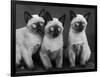 Group of Three Sweet Siamese Kittens Sitting Together-Thomas Fall-Framed Photographic Print