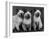 Group of Three Sweet Siamese Kittens Sitting Together-Thomas Fall-Framed Photographic Print