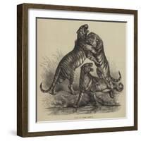 Group of Tigers Fighting-null-Framed Giclee Print