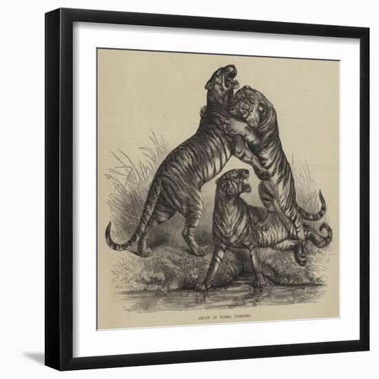 Group of Tigers Fighting-null-Framed Giclee Print