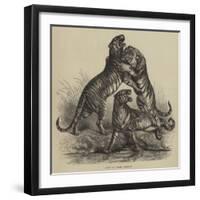 Group of Tigers Fighting-null-Framed Giclee Print