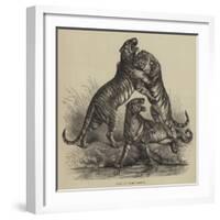 Group of Tigers Fighting-null-Framed Giclee Print