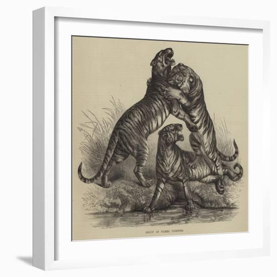 Group of Tigers Fighting-null-Framed Giclee Print