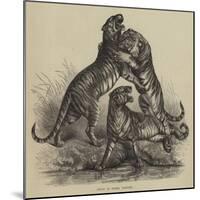 Group of Tigers Fighting-null-Mounted Giclee Print