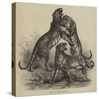 Group of Tigers Fighting-null-Stretched Canvas