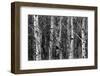 Group of Trees in the Forrest in the Winter with Snow-eric1513-Framed Photographic Print