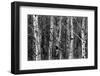 Group of Trees in the Forrest in the Winter with Snow-eric1513-Framed Photographic Print