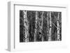 Group of Trees in the Forrest in the Winter with Snow-eric1513-Framed Photographic Print