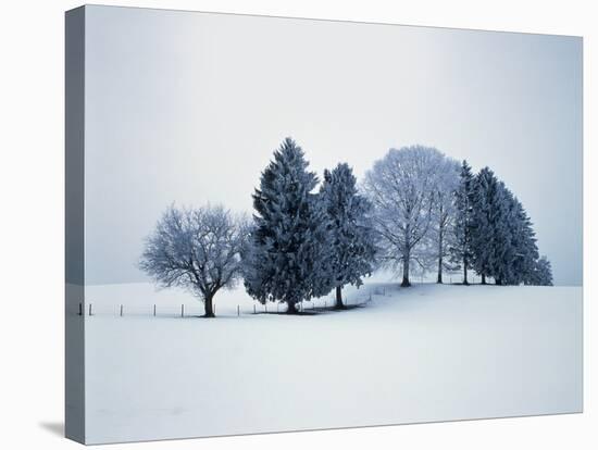 Group of trees in winter-Herbert Kehrer-Stretched Canvas