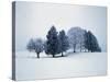 Group of trees in winter-Herbert Kehrer-Stretched Canvas