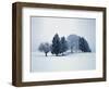 Group of trees in winter-Herbert Kehrer-Framed Photographic Print