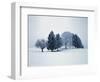 Group of trees in winter-Herbert Kehrer-Framed Photographic Print