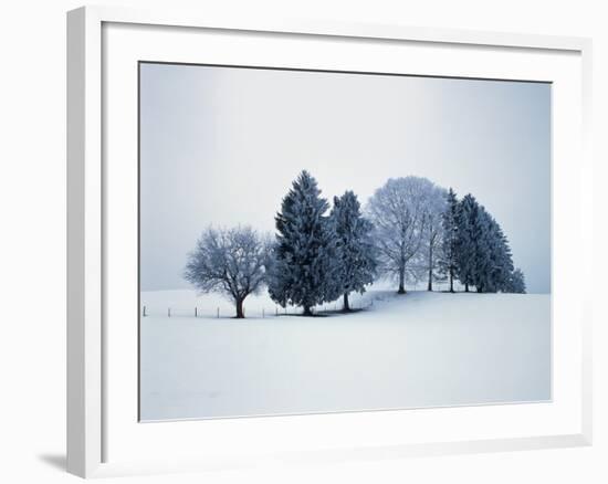 Group of trees in winter-Herbert Kehrer-Framed Photographic Print