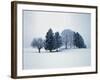 Group of trees in winter-Herbert Kehrer-Framed Photographic Print