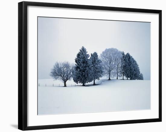 Group of trees in winter-Herbert Kehrer-Framed Photographic Print